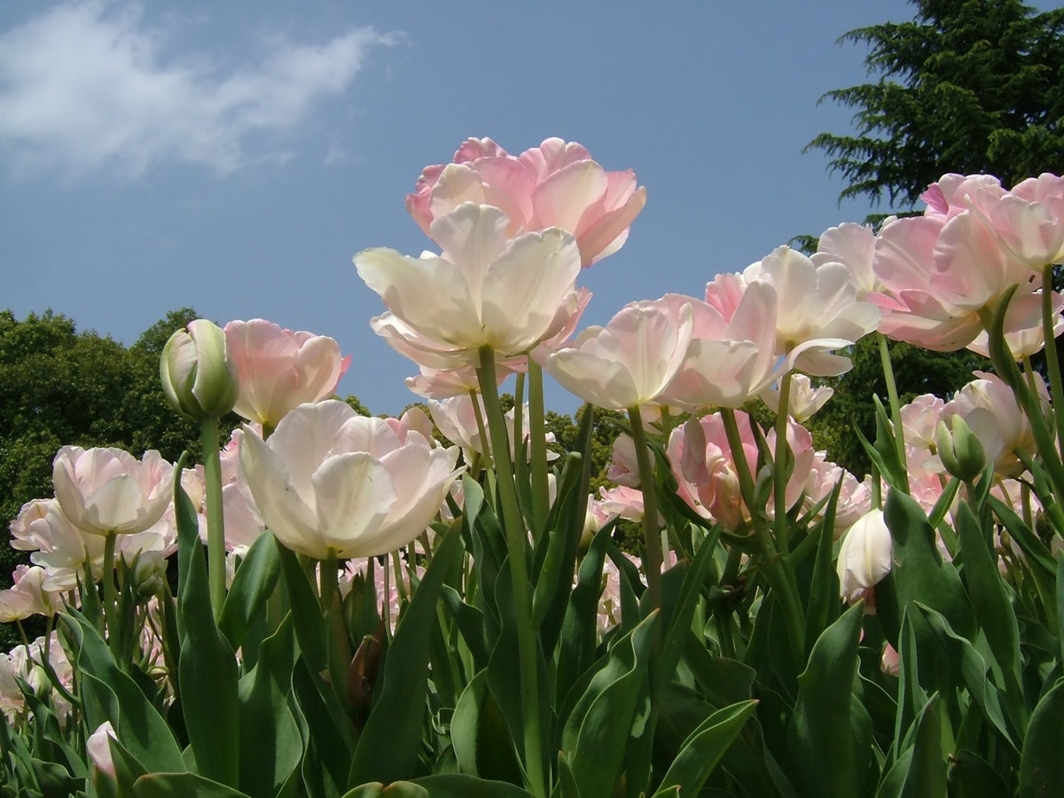 TULIP D/E Angelique 10/11cm - 10 Bulbs