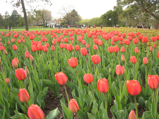 TULIP Apeldoorn 10/11cm - 10 Bulbs