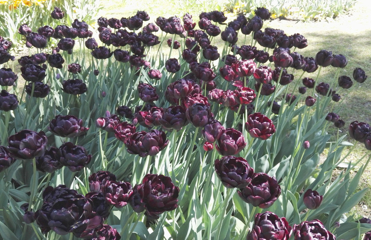 TULIP D/L Black Hero 10/11cm - 10 Bulbs