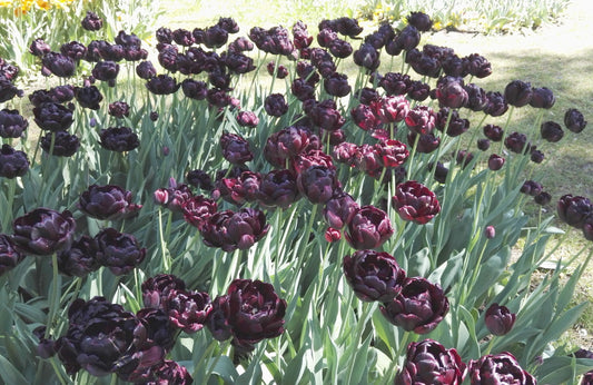 TULIP D/L Black Hero 10/11cm - 10 Bulbs