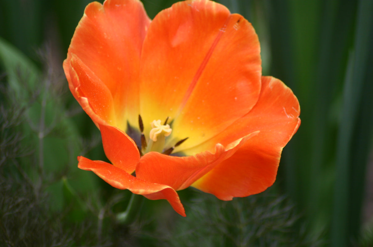 TULIP Daydream 10/11cm - 10 Bulbs