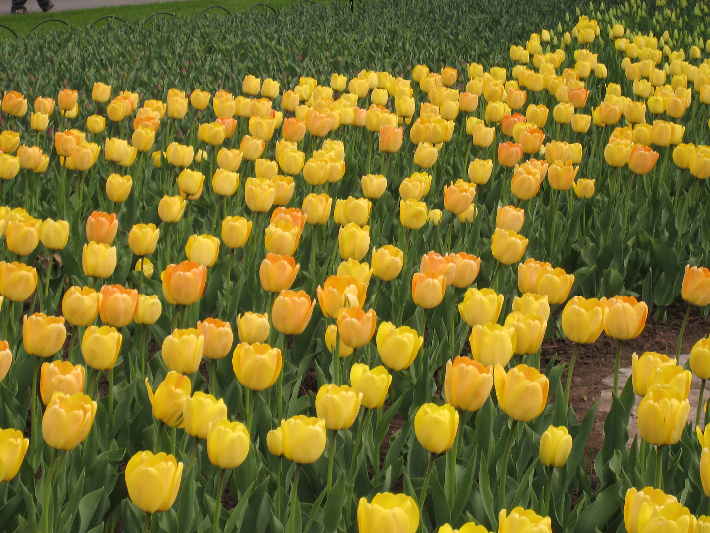 TULIP Golden Apeldoorn 10/11cm - 10 Bulbs