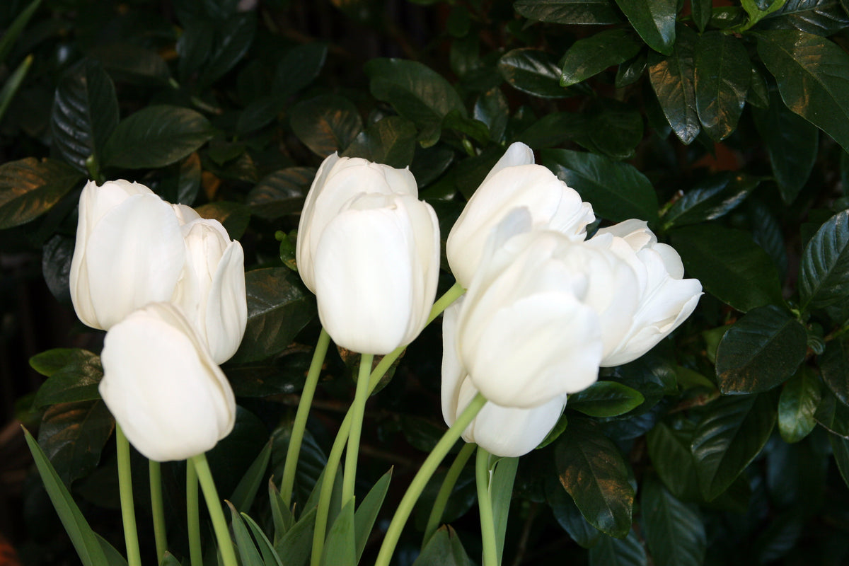TULIP Inzell 10/11cm - 10 Bulbs
