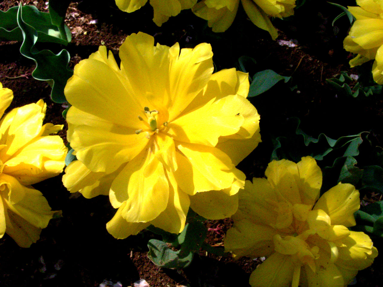 TULIP D/E Monte Carlo 10/11cm - 10 Bulbs