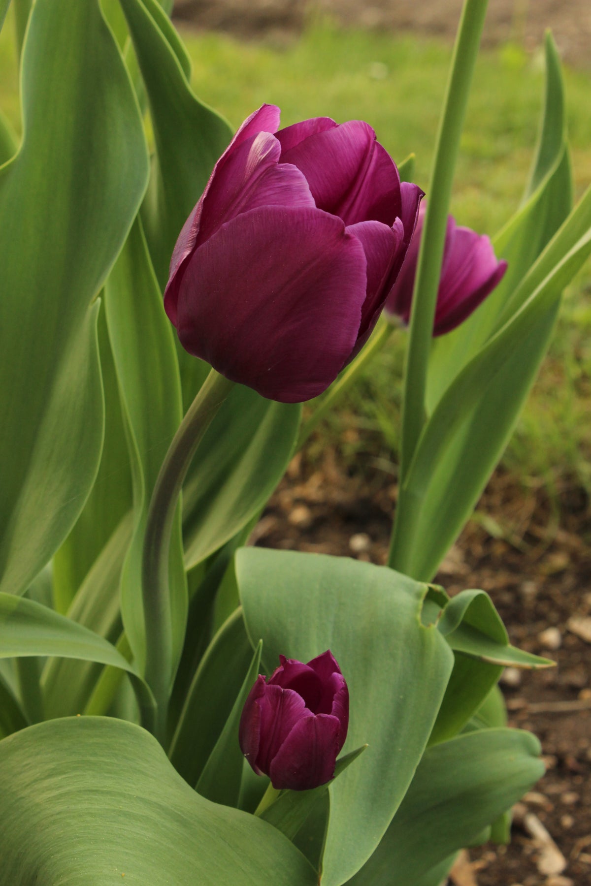 TULIP Negrita 10/11cm - 10 Bulbs
