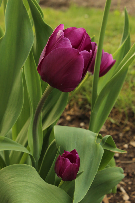 TULIP Negrita 10/11cm - 10 Bulbs