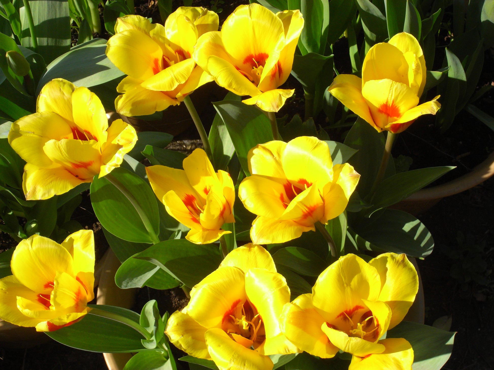 TULIP Rockery Stresa 10/11cm - 10 Bulbs