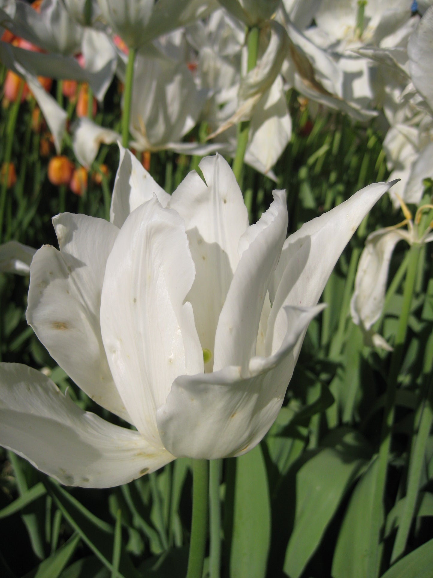 TULIP Lily Flowered White Triumphator 10/11cm - 10 Bulbs