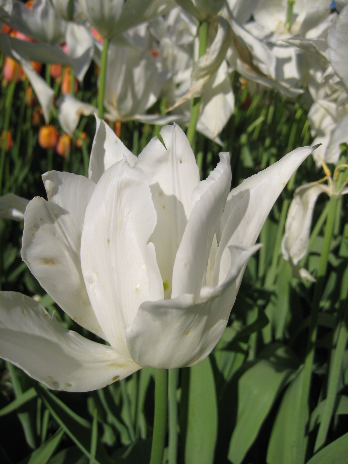 TULIP Lily Flowered White Triumphator 10/11cm - 10 Bulbs