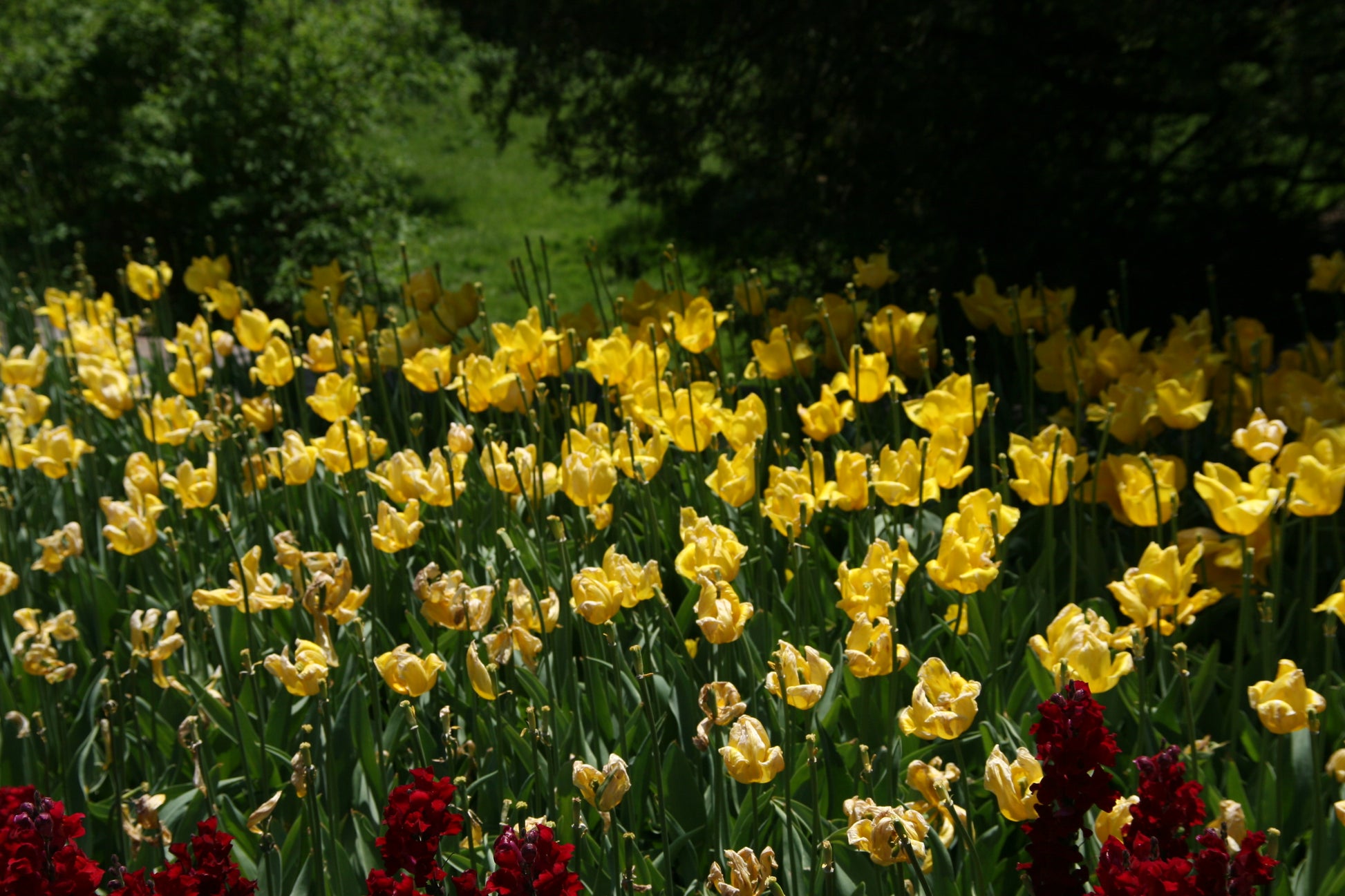 TULIP Yokohama 10/11cm - 10 Bulbs
