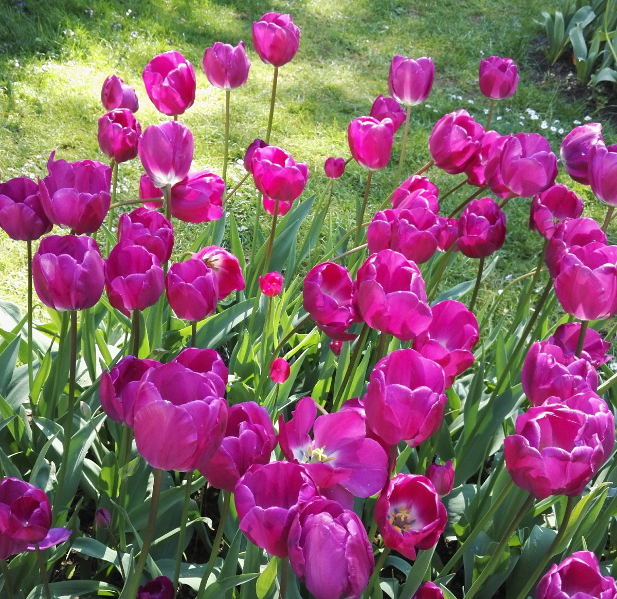 TULIP Attila 10/11cm - 10 Bulbs