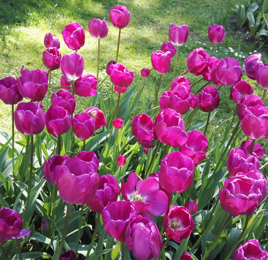 TULIP Attila 10/11cm - 10 Bulbs