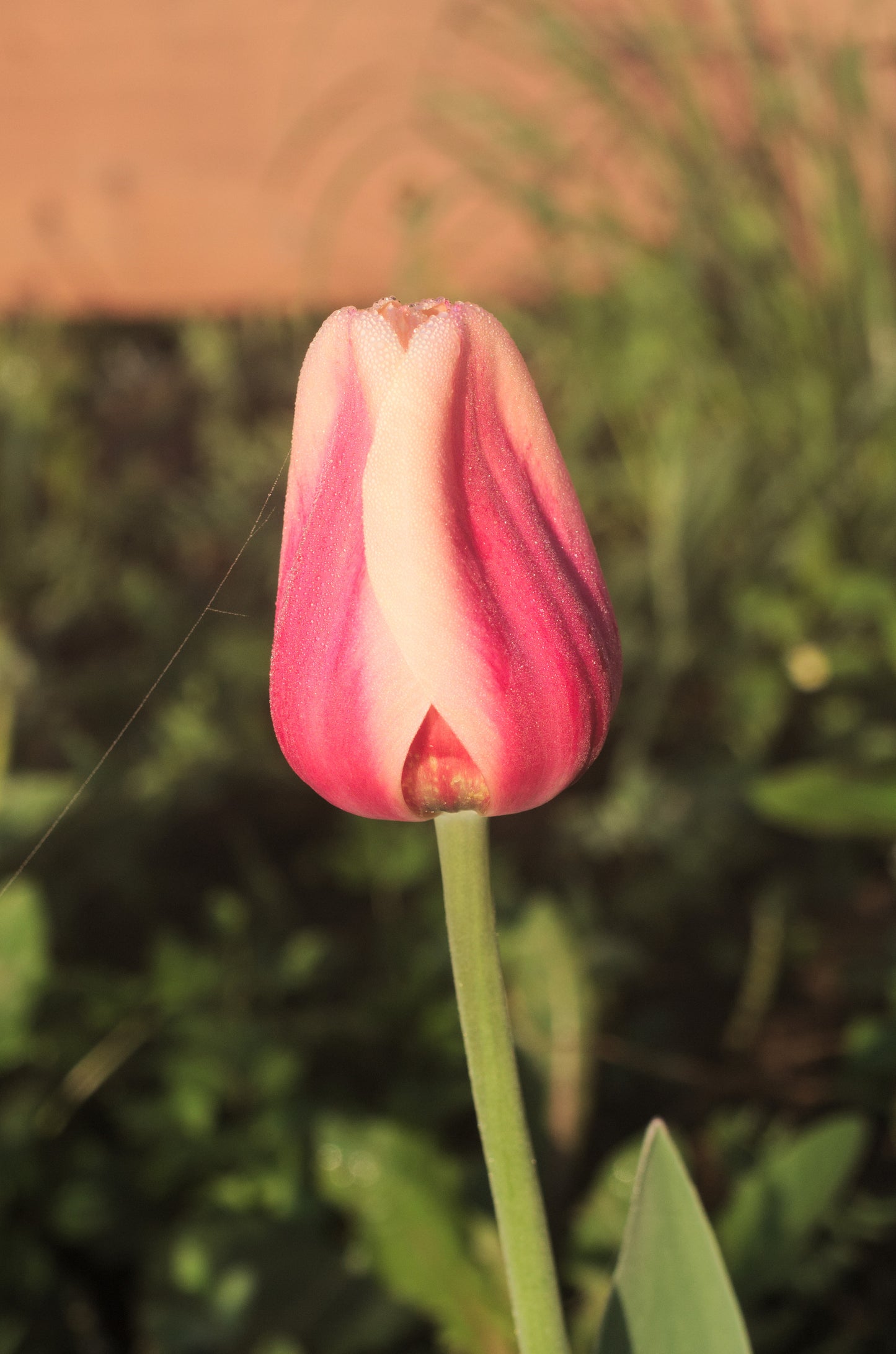 TULIP Apricot Beauty 10/11cm - 10 Bulbs