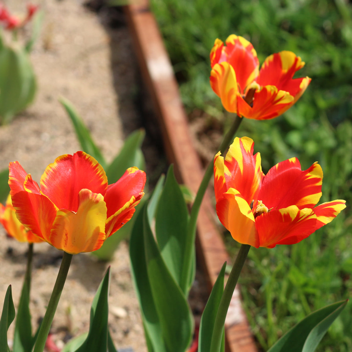 TULIP Banja Luka 10/11cm - 10 Bulbs