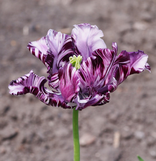 TULIP Blue Parrot 10/11cm - 10 Bulbs