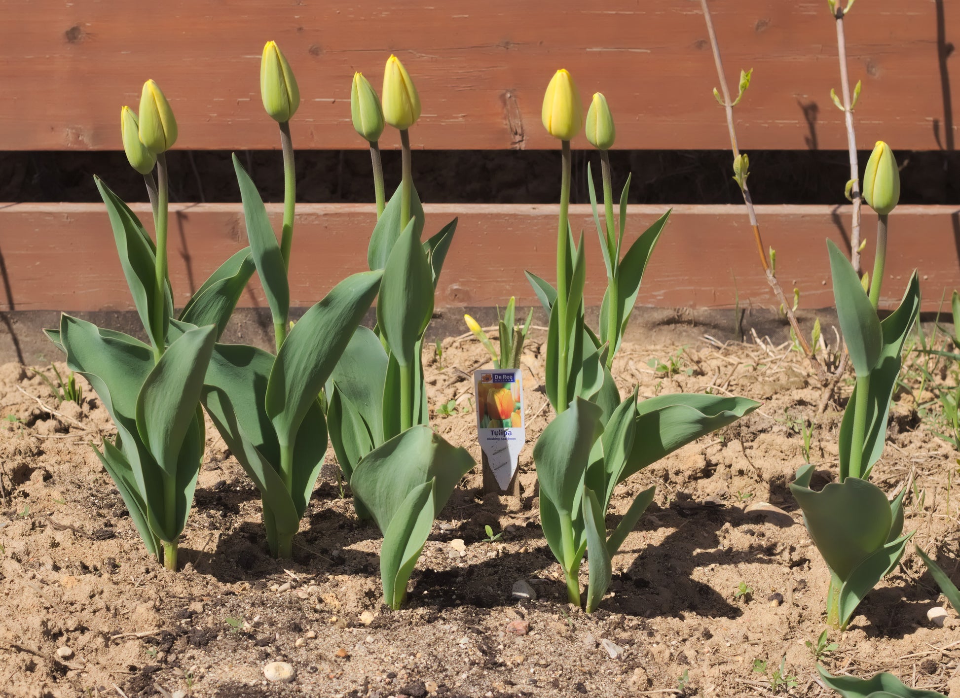 TULIP Blushing Apeldoorn 10/11cm - 10 Bulbs