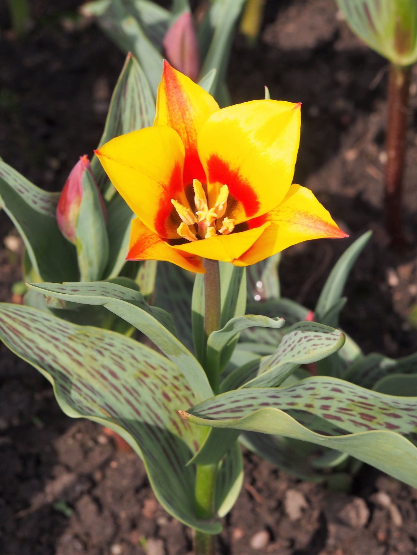 TULIP Rockery Cape Cod 10/11cm - 10 Bulbs