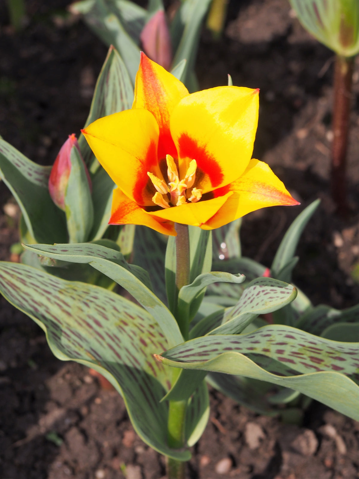 TULIP Rockery Cape Cod 10/11cm - 10 Bulbs