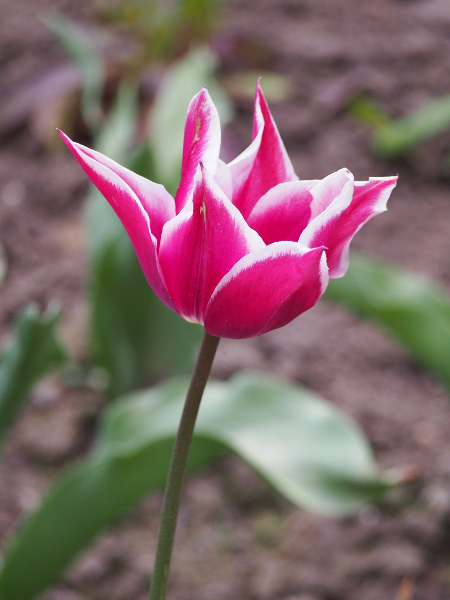 TULIP Lily flowered Claudia 10/11cm - 10 Bulbs