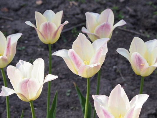 TULIP Lily flowered Elegant Lady 10/11cm - 10 Bulbs