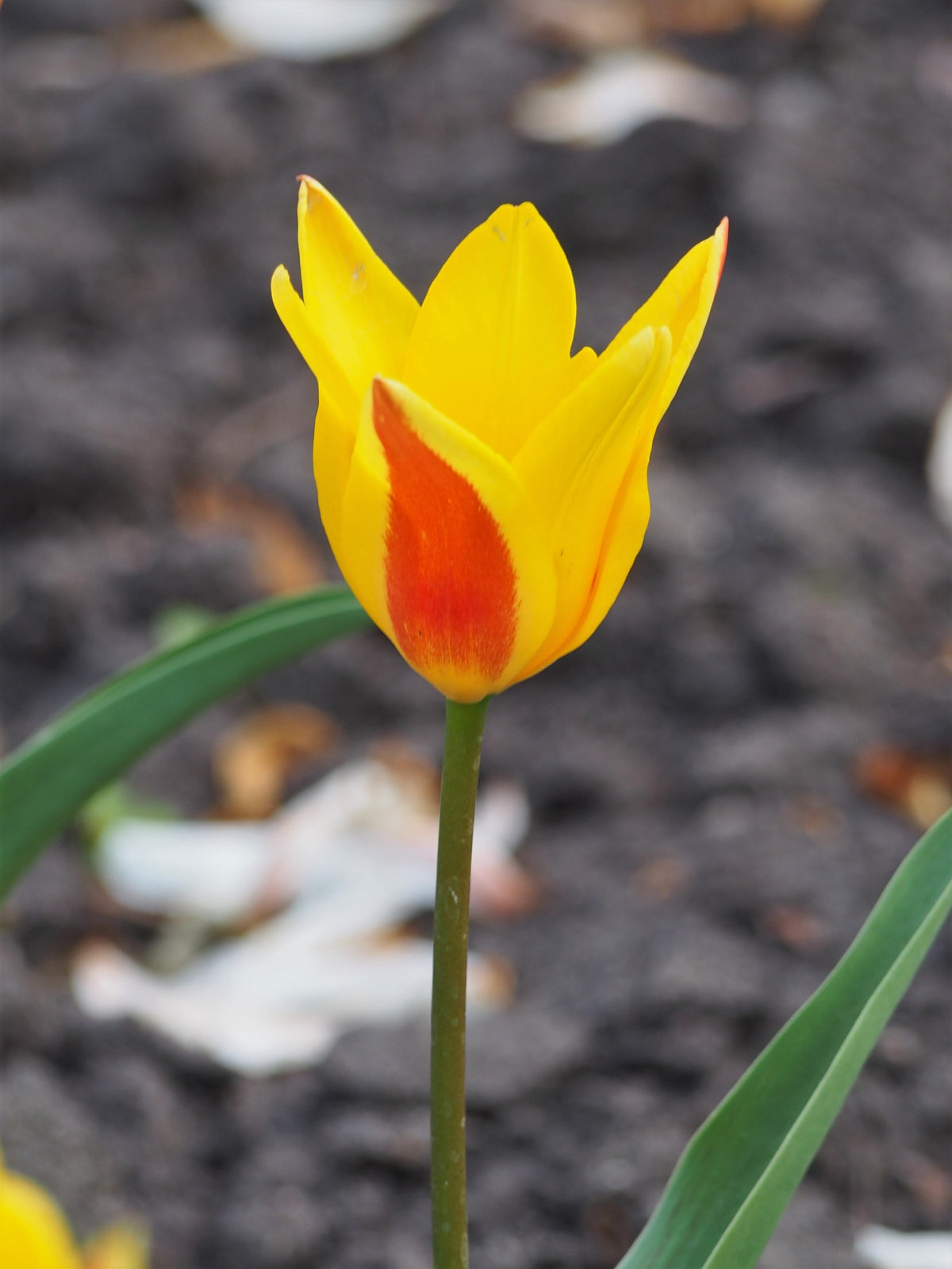TULIP Rockery Guiseppi Verdi 10/11cm - 10 Bulbs