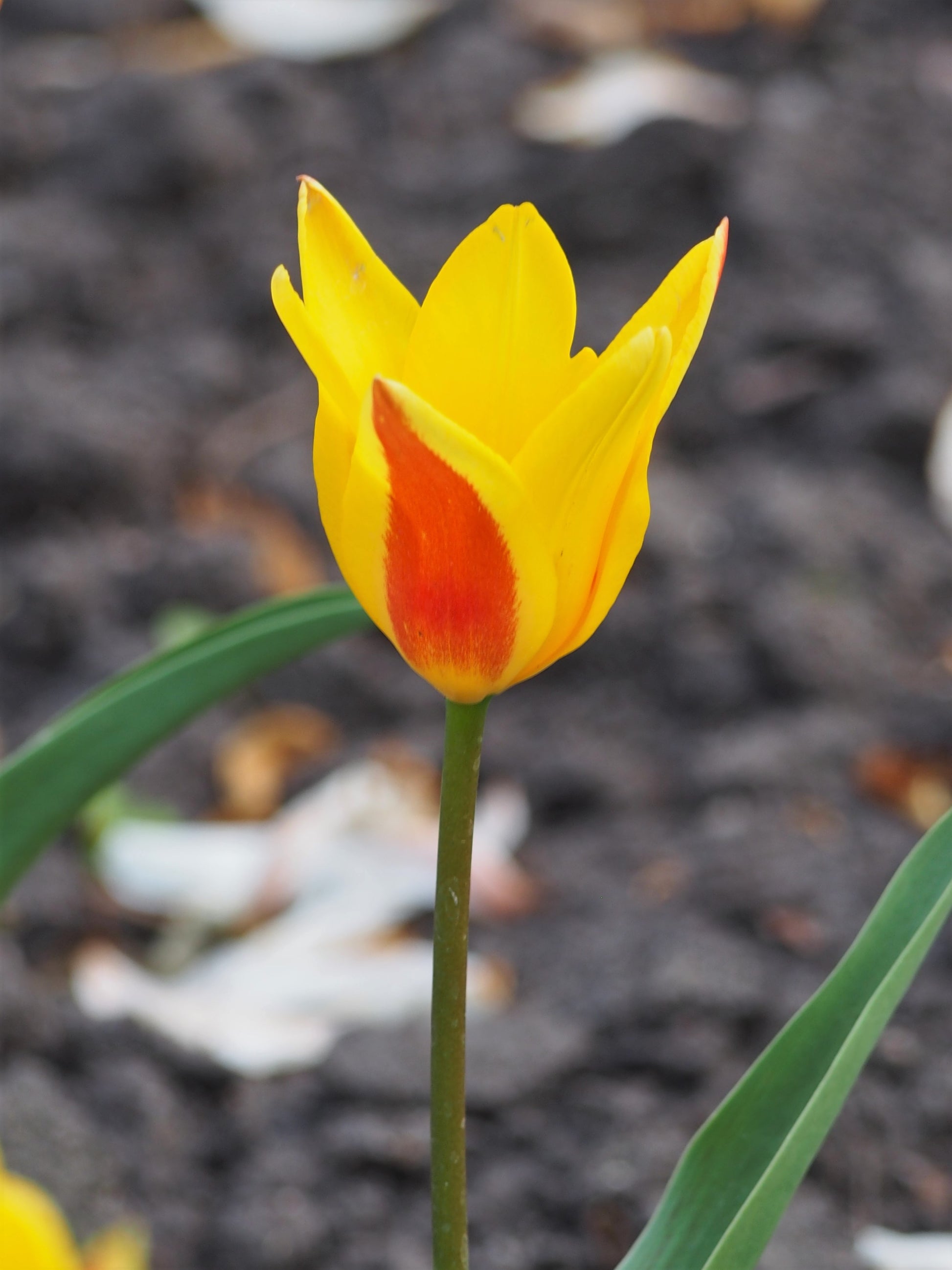 TULIP Rockery Guiseppi Verdi 10/11cm - 10 Bulbs
