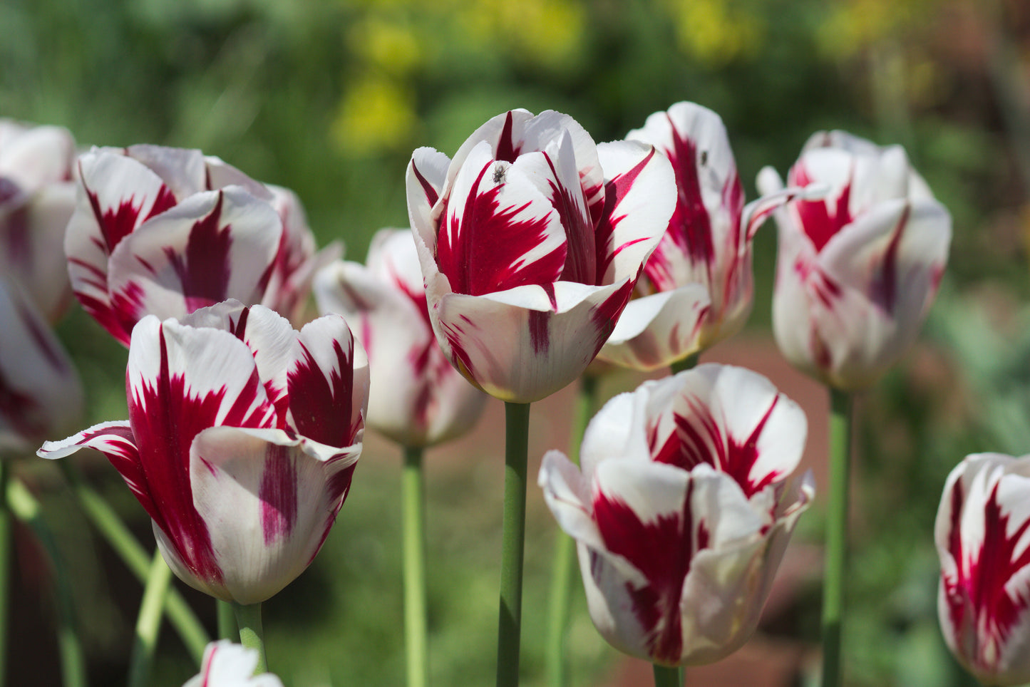 TULIP Grand Perfection 10/11cm - 10 Bulbs
