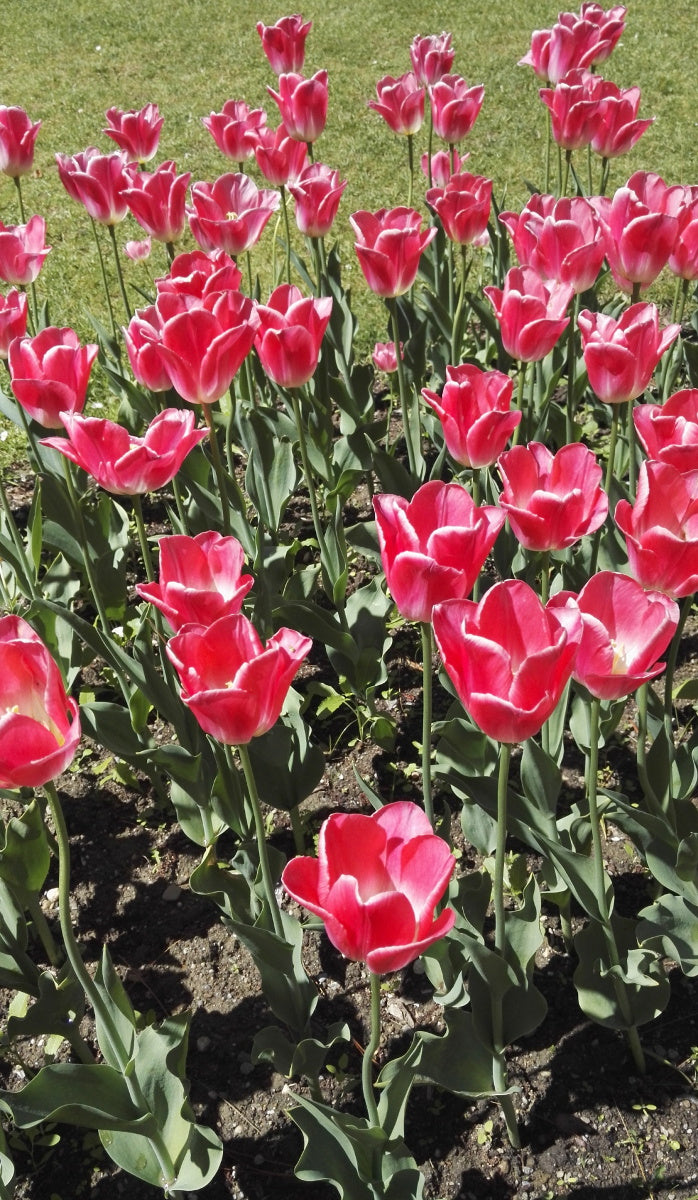 TULIP Innuendo 10/11cm - 10 Bulbs