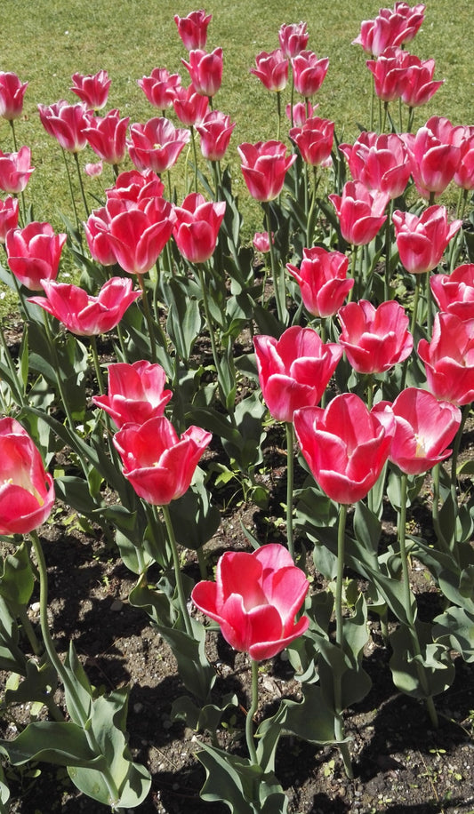 TULIP Innuendo 10/11cm - 10 Bulbs