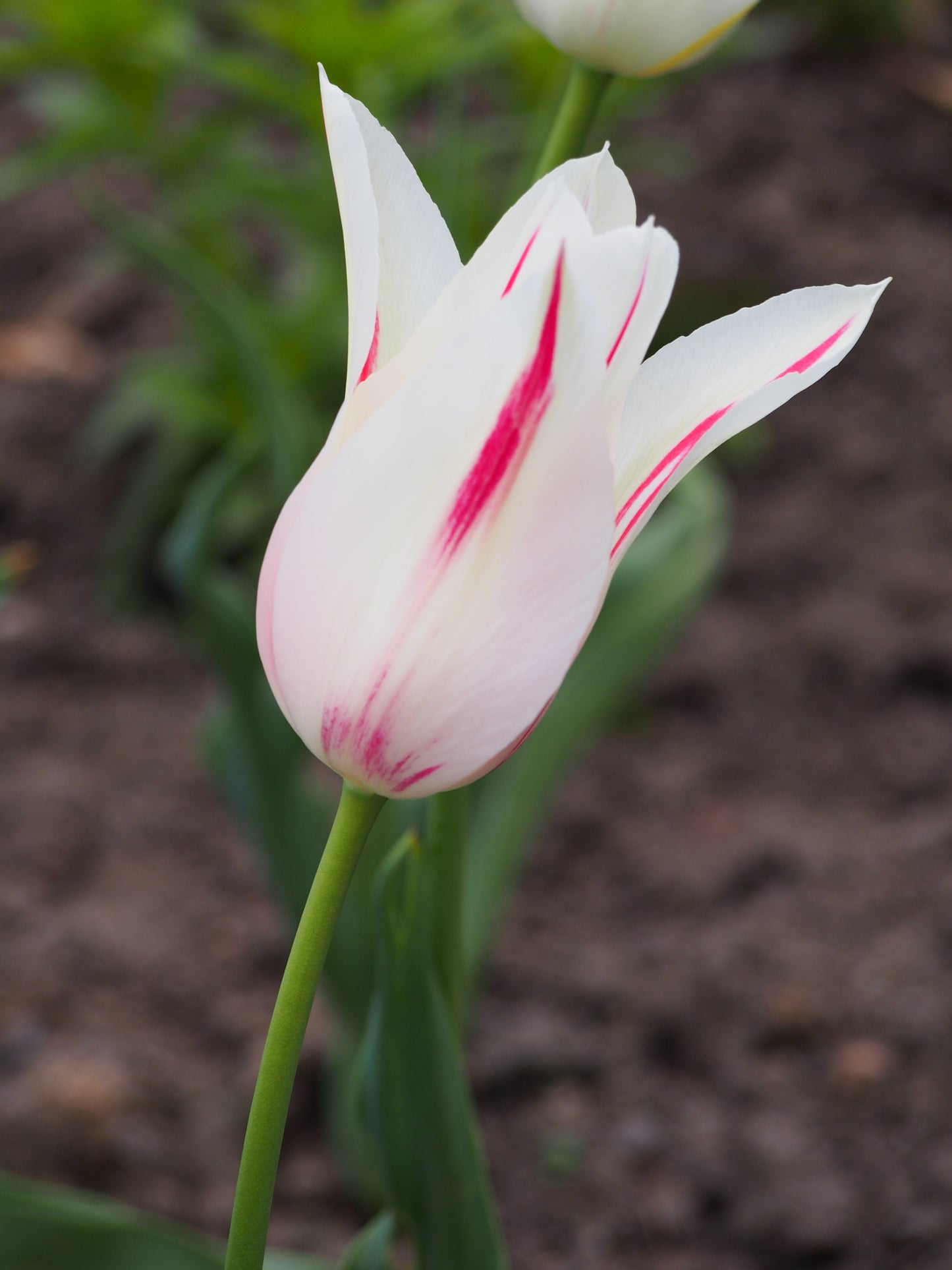 TULIP Lily Flowered Marylin 10/11cm - 10 Bulbs