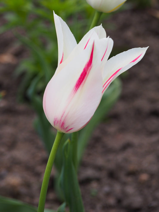 TULIP Lily Flowered Marylin 10/11cm - 10 Bulbs