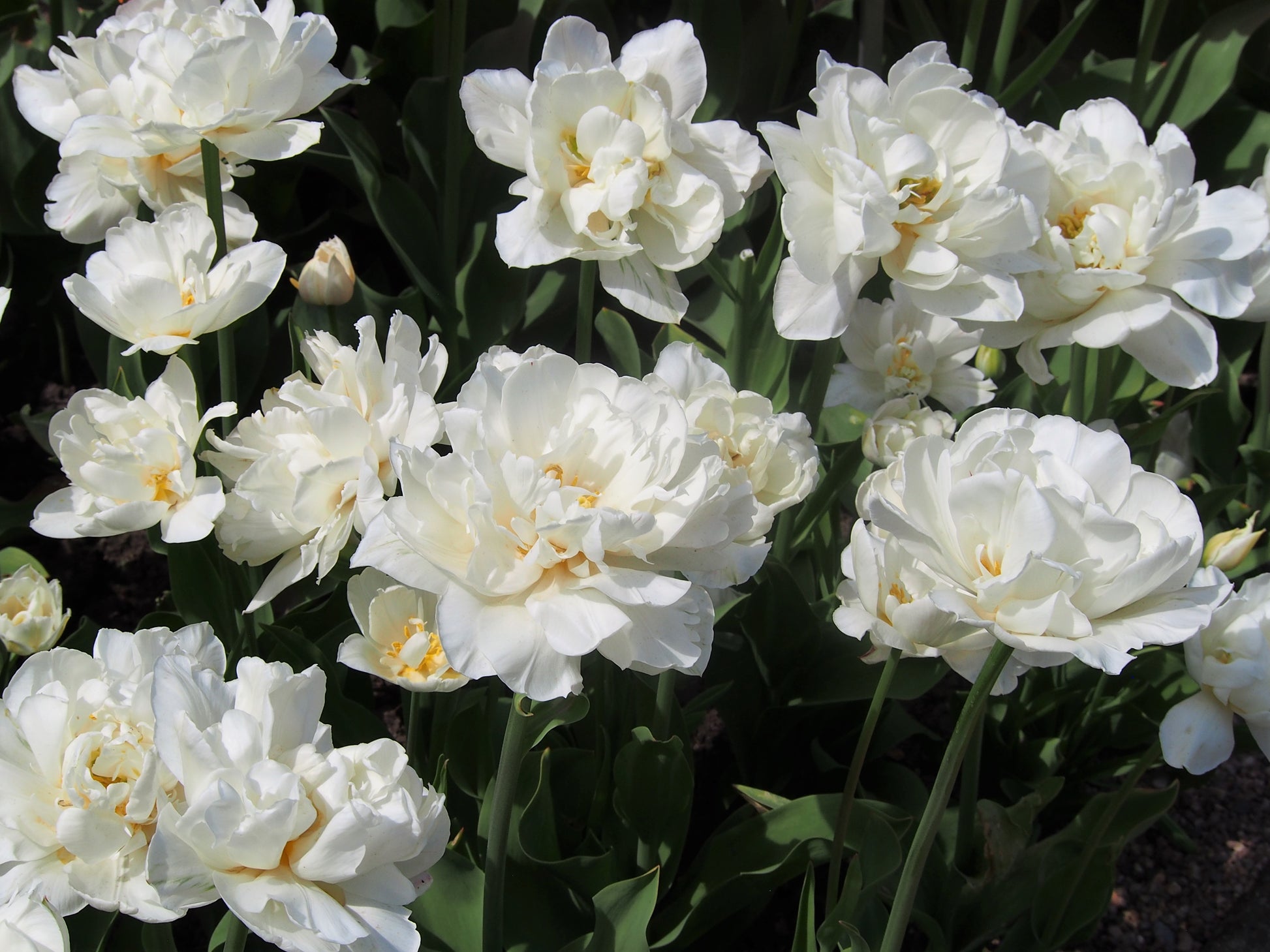 TULIP D/E Mount Tacoma 10/11cm - 10 Bulbs