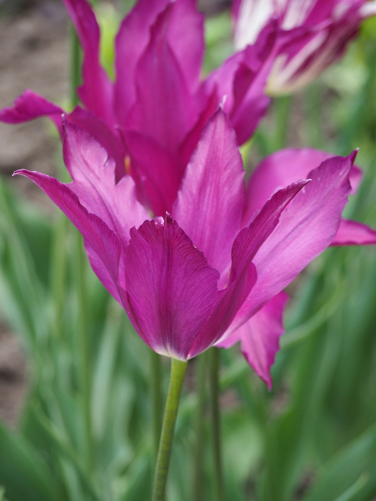 TULIP Lily Flowered Purple Dream 10/11cm - 10 Bulbs