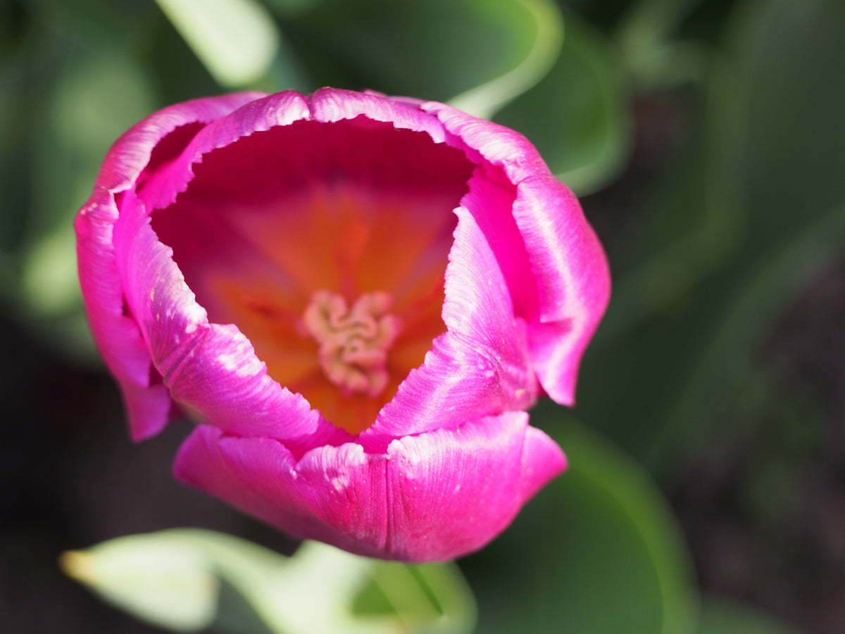 TULIP Purple Flag 10/11cm - 10 Bulbs