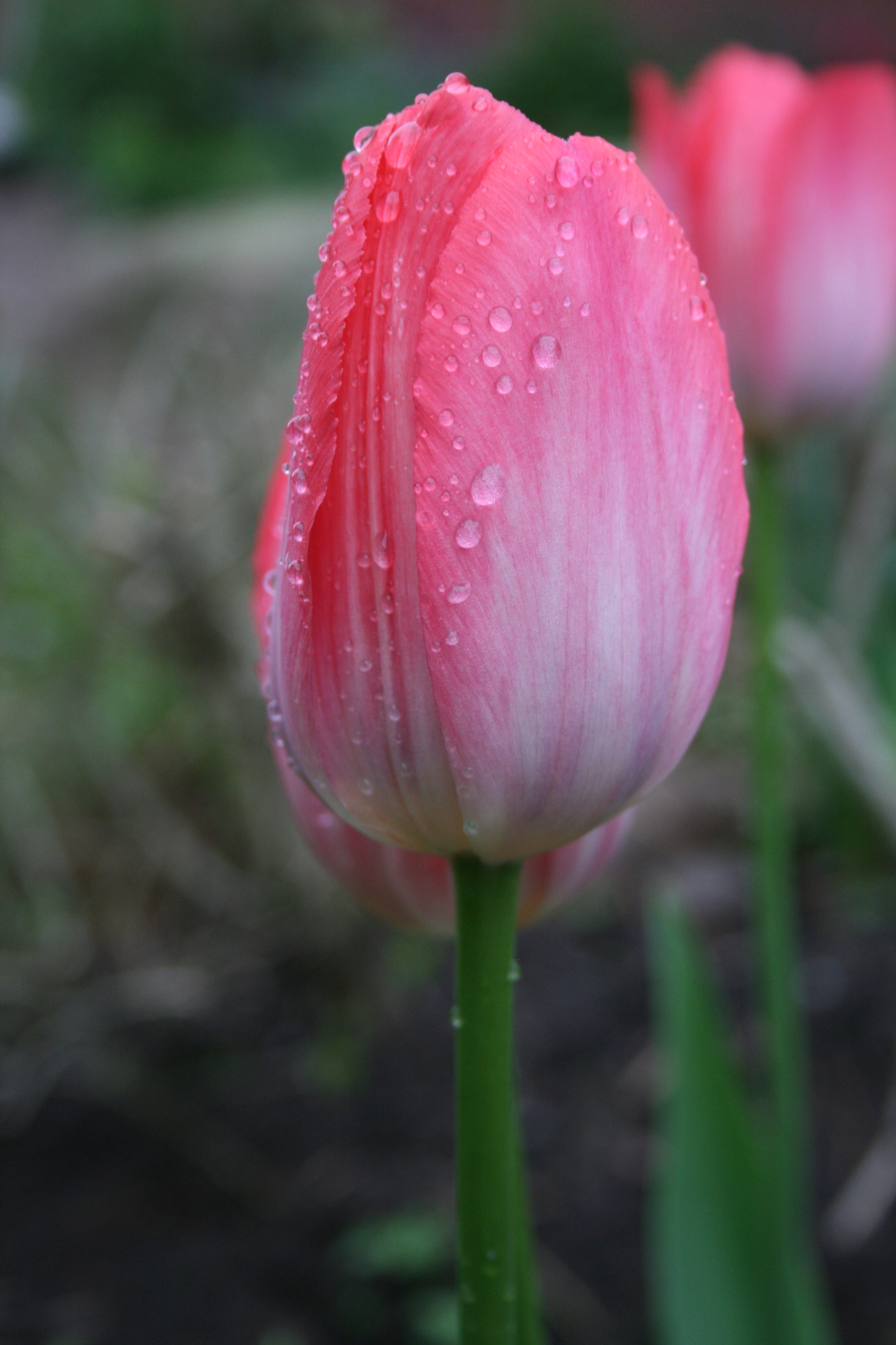 TULIP Van Eijk 10/11cm - 10 Bulbs
