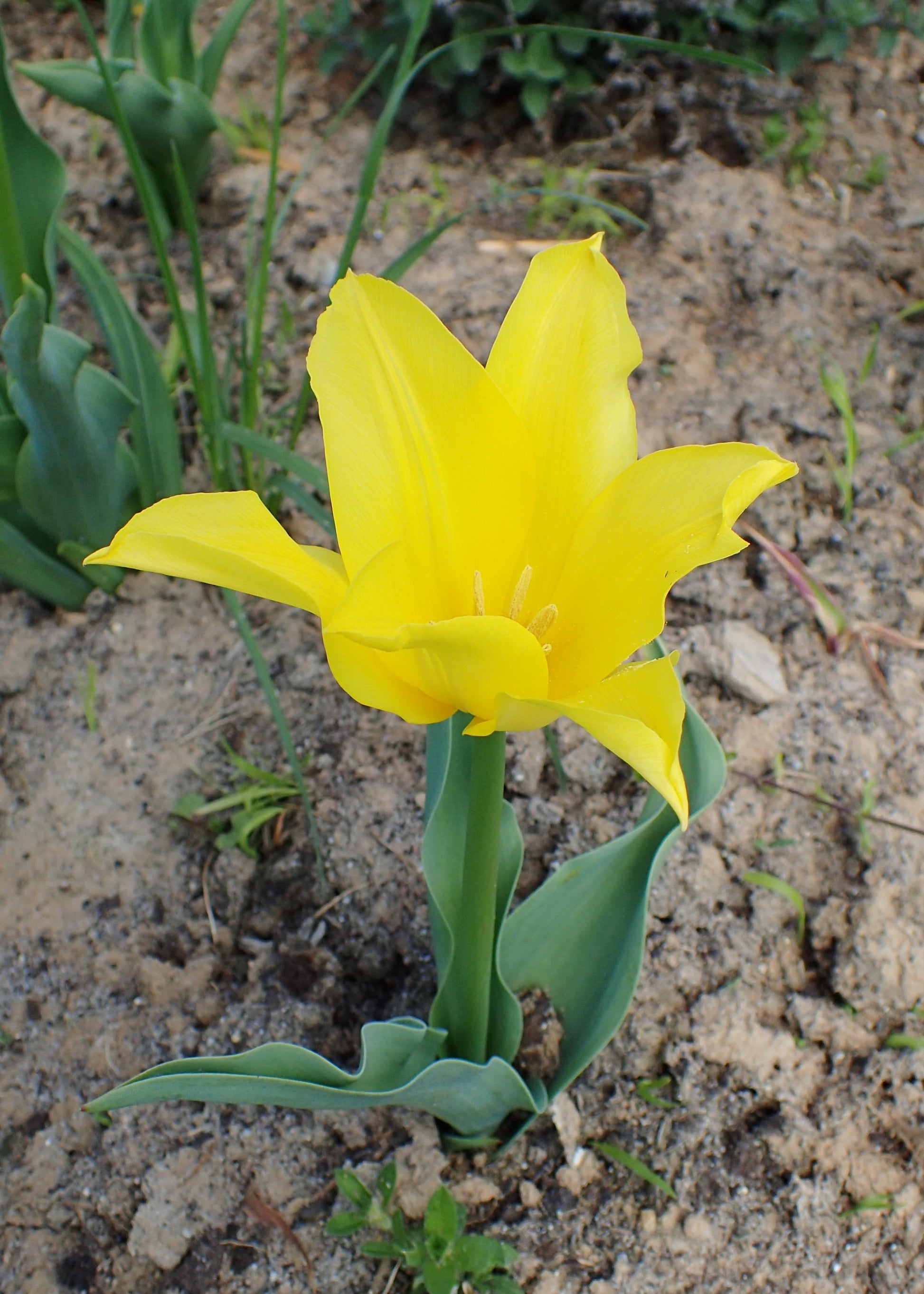 TULIP Lily Flowered West Point 10/11cm - 10 Bulbs