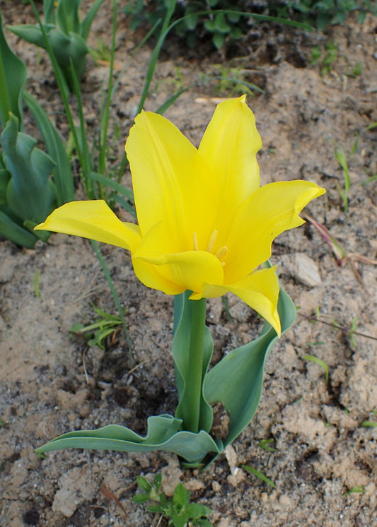 TULIP Lily Flowered West Point 10/11cm - 10 Bulbs