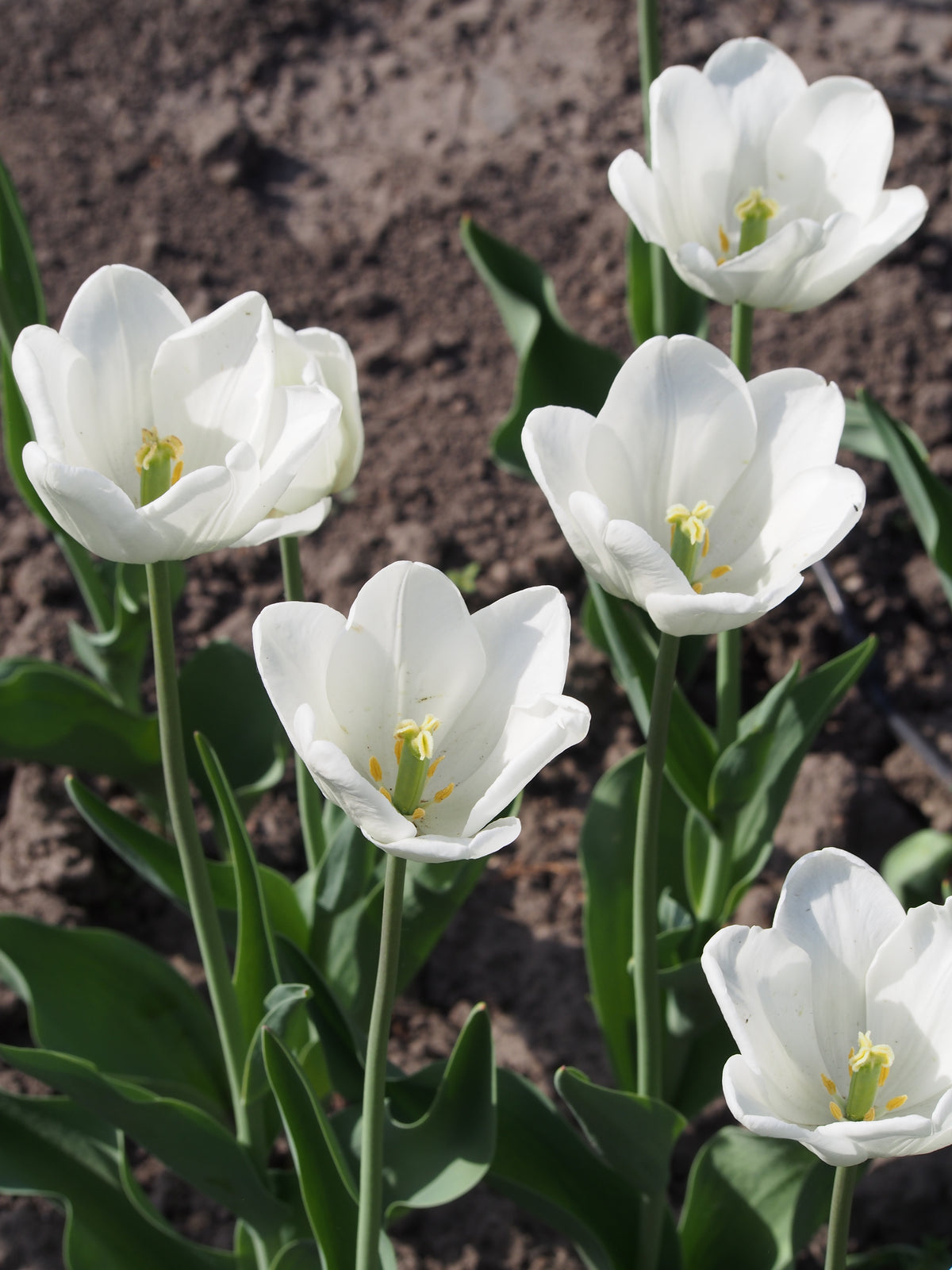TULIP White Dream 10/11cm - 10 Bulbs