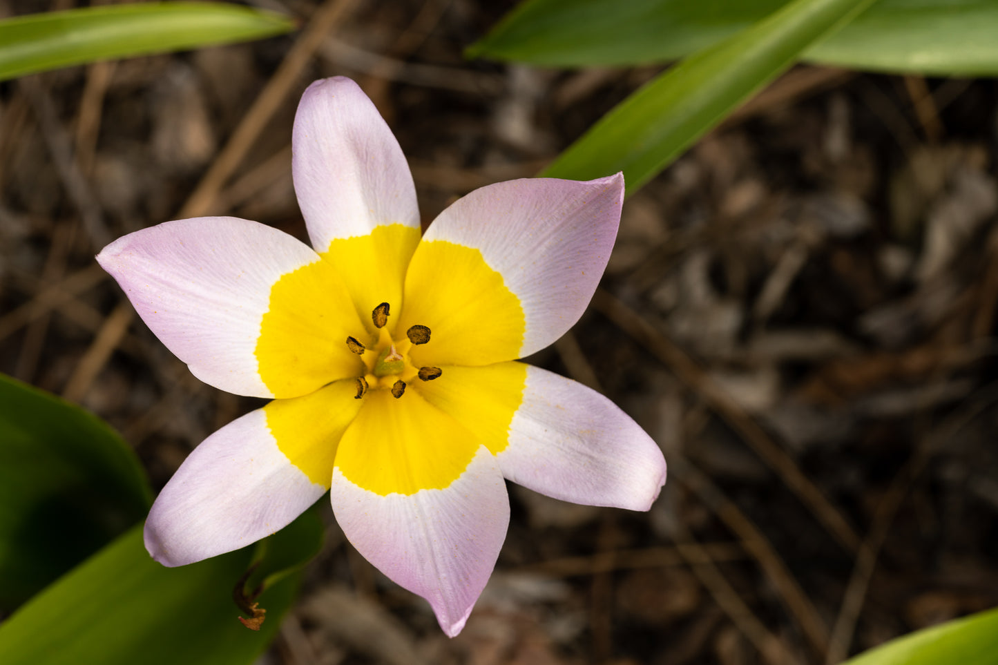 TULIP Saxatalis 7/8cm - 10 Bulbs