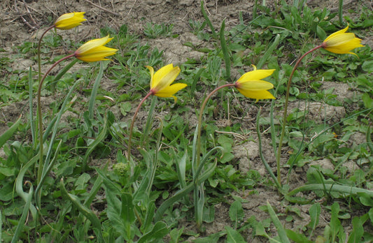 TULIP species sylvestris 4/5cm - 10 Bulbs