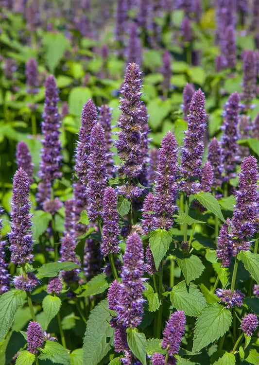 Agastache Liquorice Blue