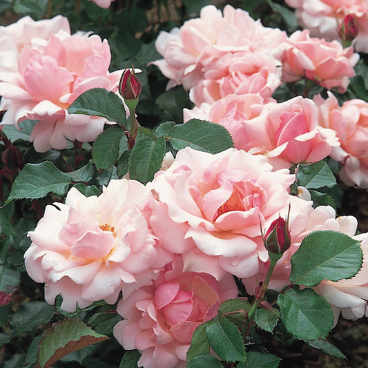 Valentine Heart Floribunda Rose 4L