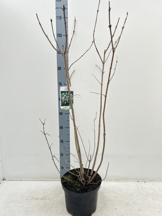 Viburnum opulus 'Roseum' (Snowball) 9cm / 2L / 5L