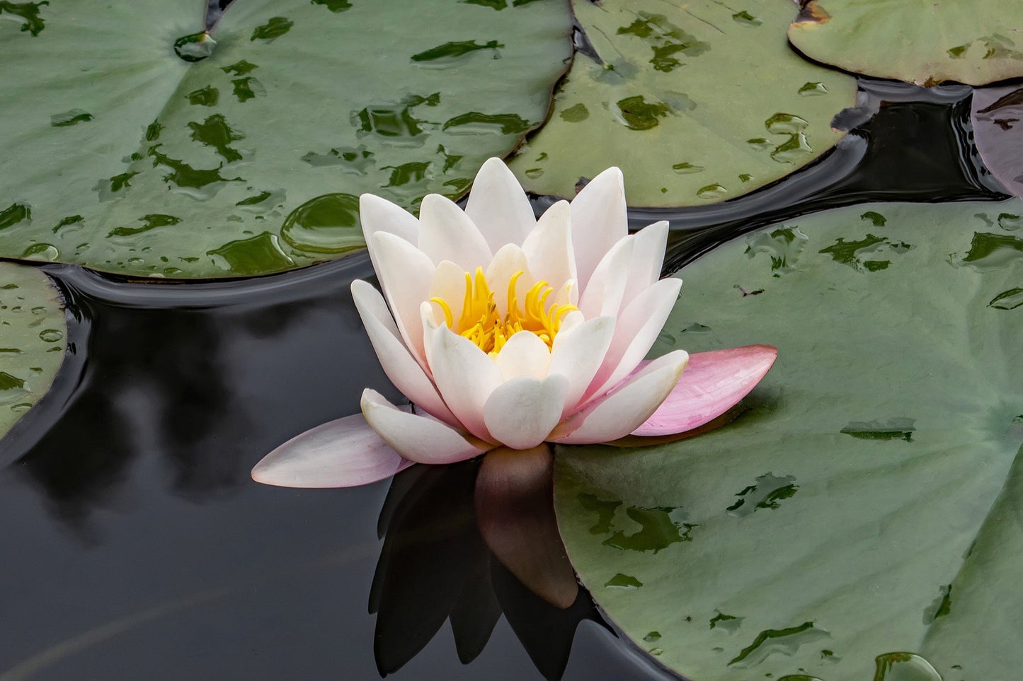 WB Shaw water lily - pond plants - MW29