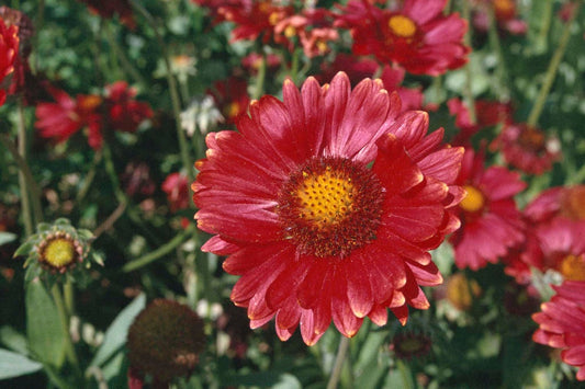 GAILLARDIA x grandiflora Burgunder - 9cm Pot