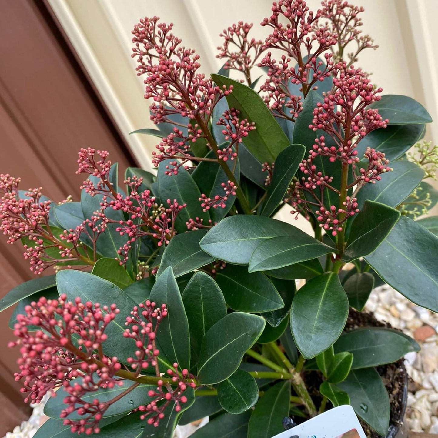 Skimmia japonica Rubella 9cm-10L