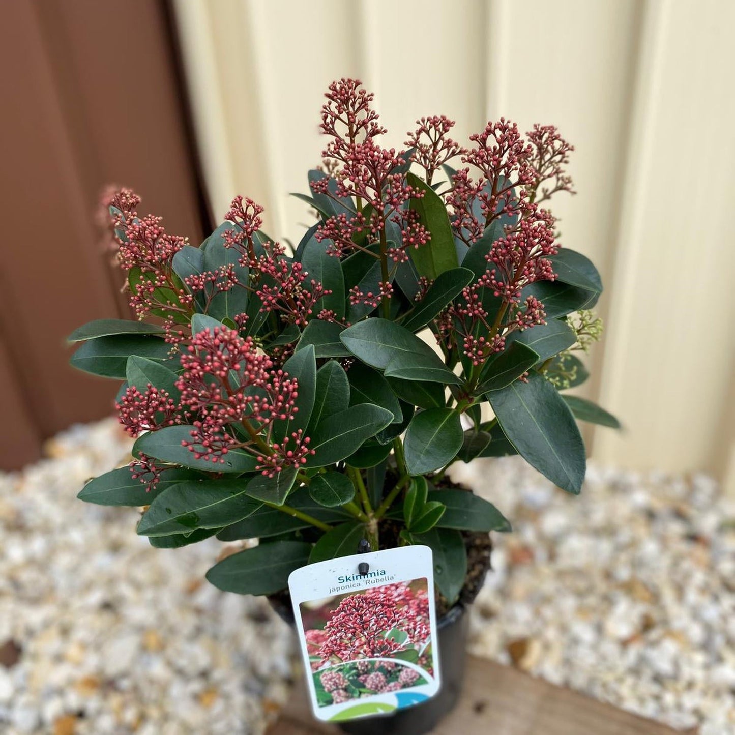 Skimmia japonica Rubella 9cm-10L