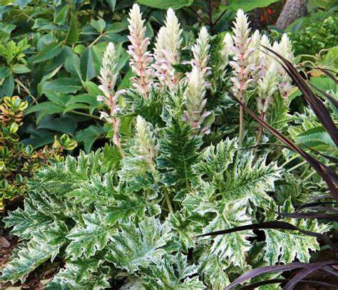 Acanthus 'Whitewater' - 9cm pot