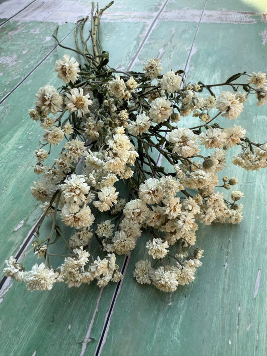 Achillea Ballerina Dried