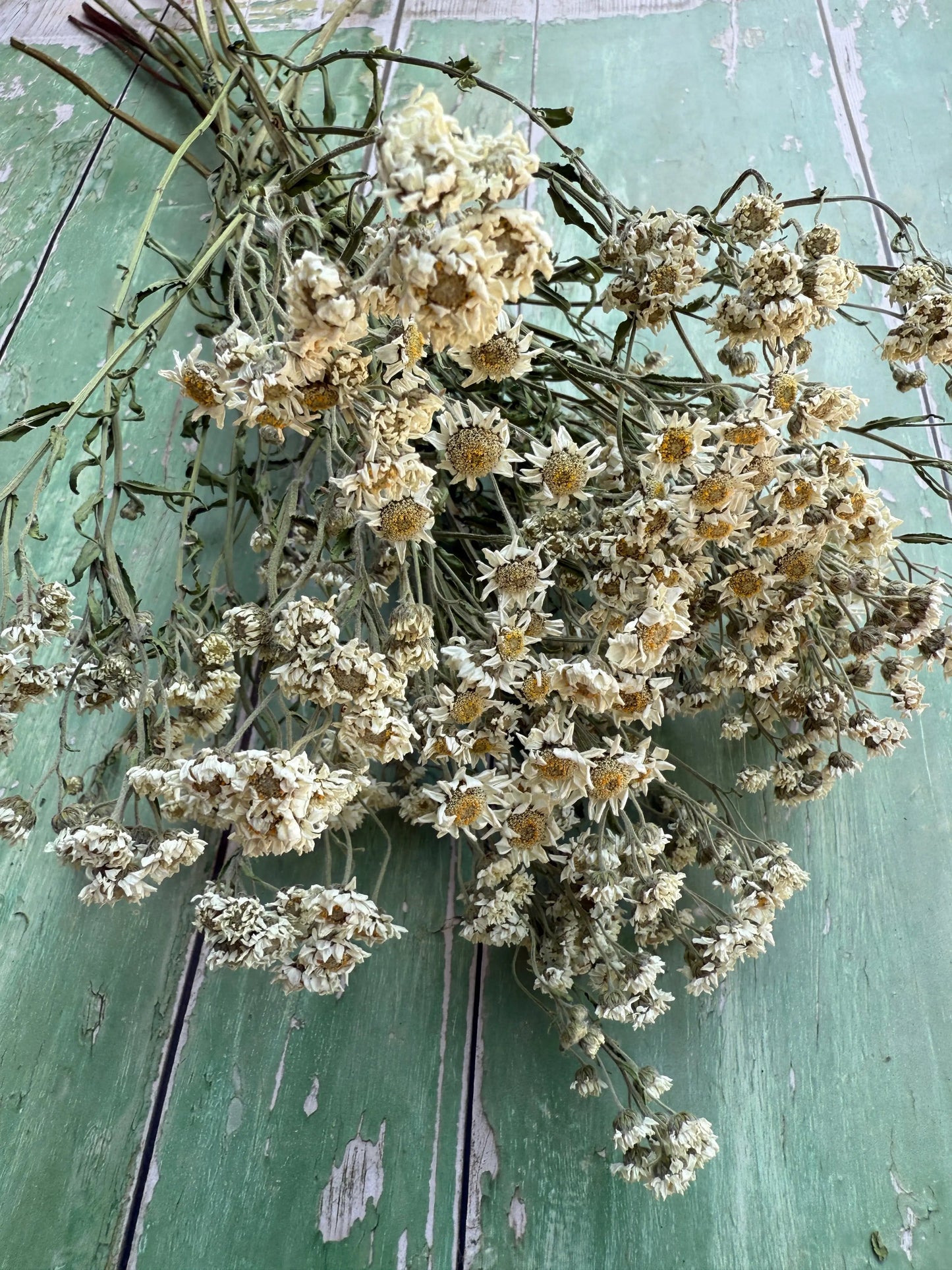 Achillea Ballerina Dried